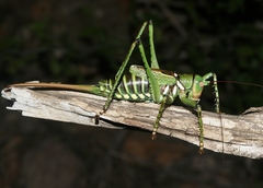 Neobarrettia spinosa