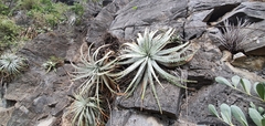 Hechtia argentea