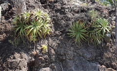 Hechtia pretiosa