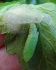 Chrysodeixis eriosoma