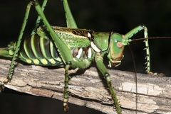 Neobarrettia spinosa