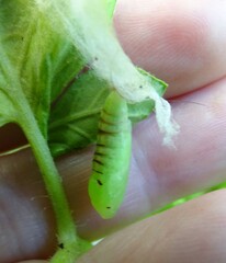 Chrysodeixis eriosoma