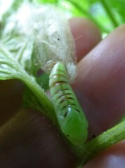 Chrysodeixis eriosoma