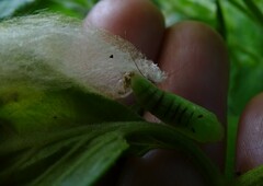 Chrysodeixis eriosoma