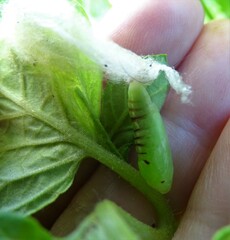 Chrysodeixis eriosoma