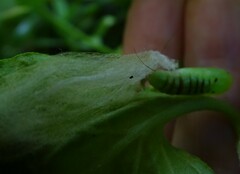 Chrysodeixis eriosoma