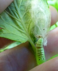 Chrysodeixis eriosoma