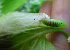 Chrysodeixis eriosoma