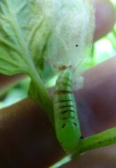 Chrysodeixis eriosoma