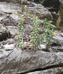 Sedum calcicola