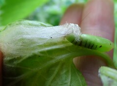 Chrysodeixis eriosoma