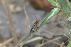 Nomada adusta