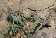 Euphorbia exstipulata