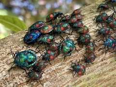 Tectocoris diophthalmus