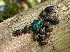 Tectocoris diophthalmus