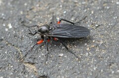 Bibio femoratus