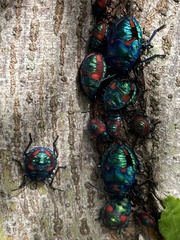 Tectocoris diophthalmus