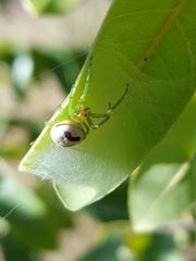 Bijoaraneus mitificus
