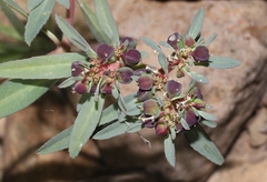 Euphorbia exstipulata
