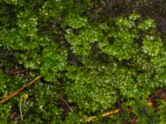 Hymenophyton flabellatum