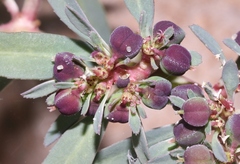 Euphorbia exstipulata
