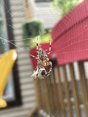 Araneus diadematus