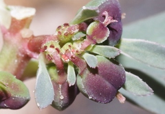 Euphorbia exstipulata