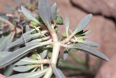 Euphorbia exstipulata