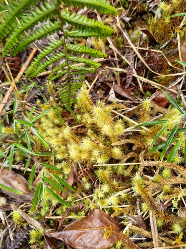 Breutelia arundinifolia observed 2022-12-09