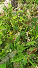 Euphorbiaceae