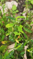Euphorbiaceae