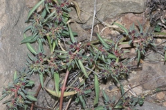 Euphorbia exstipulata