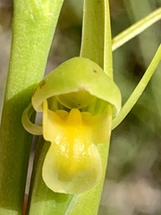 Orthoceras strictum