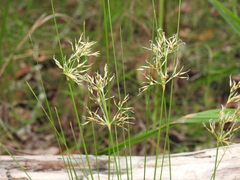 Fimbristylis cinnamometorum