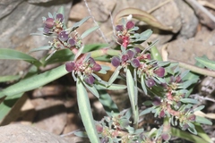 Euphorbia exstipulata