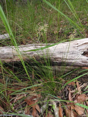 Fimbristylis cinnamometorum