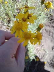 Senecio burchellii