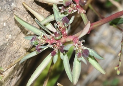 Euphorbia exstipulata
