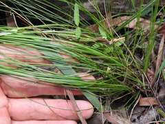 Fimbristylis cinnamometorum