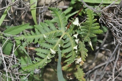 Notholaena standleyi