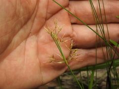 Fimbristylis cinnamometorum