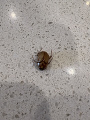 Cyclocephala signaticollis