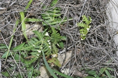 Notholaena standleyi