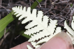 Notholaena standleyi