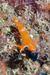 Enneapterygius atrogulare