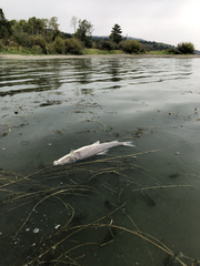 Catostomus macrocheilus