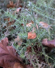 Ulex europaeus