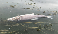 Catostomus macrocheilus