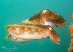 Sepia plangon