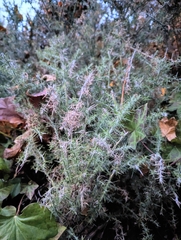 Ulex europaeus